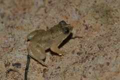 Occidozyga martensii