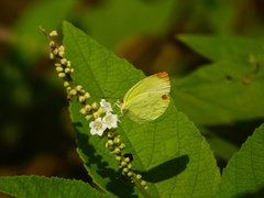 Pyrisitia leuce athalia