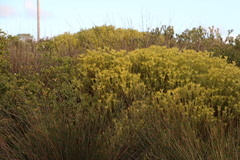 Leucadendron meridianum