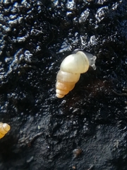 Carychium tridentatum