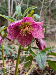 Christmas Rose (Helleborus niger)