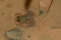 Occidozyga lima