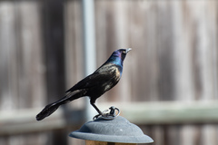 Quiscalus quiscula