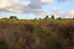 Leucadendron meridianum