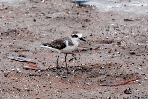 Greater Sand-Plover, Gonzales Rd, Stuart Park NT 0820, Australia, photo 8 of 10