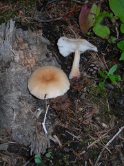 Gymnopus hariolorum