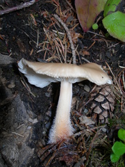 Gymnopus hariolorum