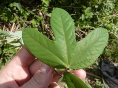 Passiflora tarapotina