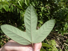 Passiflora tarapotina