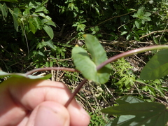 Passiflora tarapotina