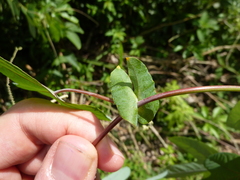 Passiflora tarapotina