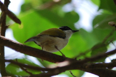 Melithreptus albogularis