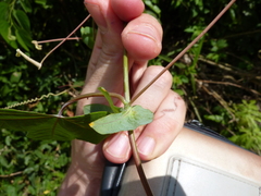 Passiflora tarapotina