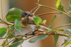 Conopophila albogularis