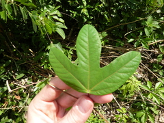 Passiflora tarapotina