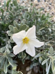 Convolvulus cneorum