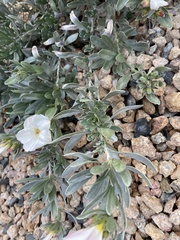 Convolvulus cneorum