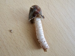 Verpa digitaliformis