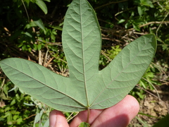Passiflora tarapotina