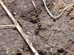 Myrmecina americana