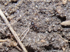 Myrmecina americana