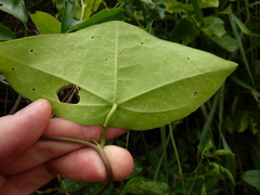 Passiflora coriacea