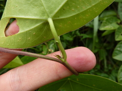 Passiflora coriacea