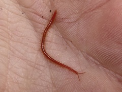 Strigamia bothriopus