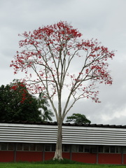 Erythrina ulei