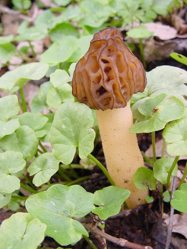 Semifree Morel
