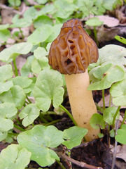 Morchella semilibera
