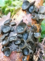 Piceomphale bulgarioides