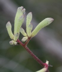 Anigozanthos flavidus