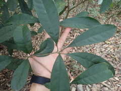 Osmanthus matsumuranus