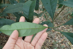 Osmanthus matsumuranus
