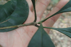 Osmanthus matsumuranus