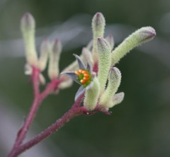 Anigozanthos flavidus