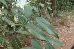 Castanopsis kawakamii