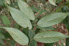 Castanopsis kawakamii