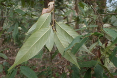 Castanopsis kawakamii