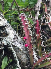 Lepismium cruciforme