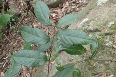 Castanopsis kawakamii