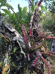 Lepismium cruciforme