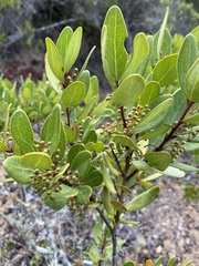 Euclea racemosa