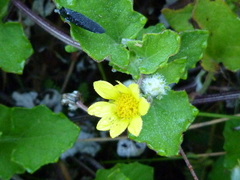 Arctotis perfoliata
