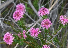 Pimelea rosea