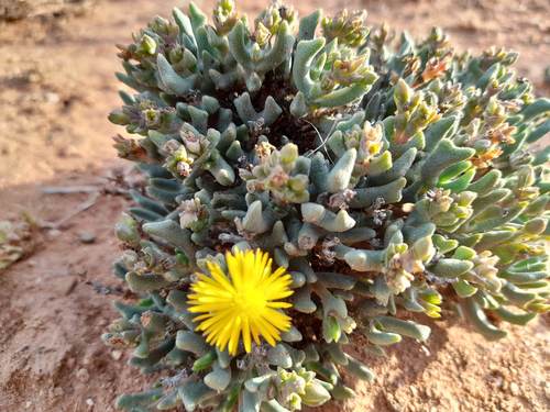 Hereroa dolabriformis (L.) L.Bolus 2