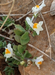 Linaria reflexa
