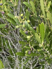 Olea exasperata