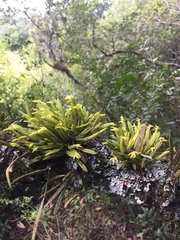 Acianthera sonderiana